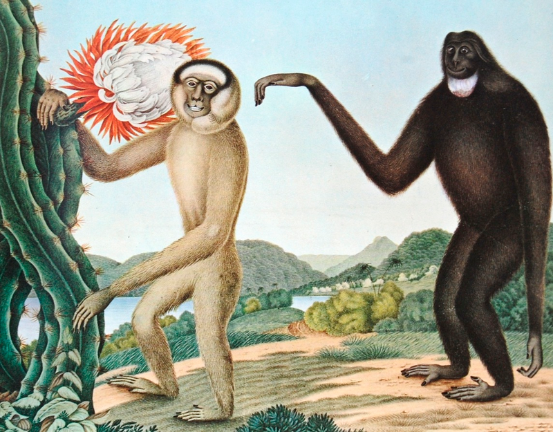 Illustration for article titled How Europeans Imagined Exotic Animals Centuries Ago, Based on Hearsay